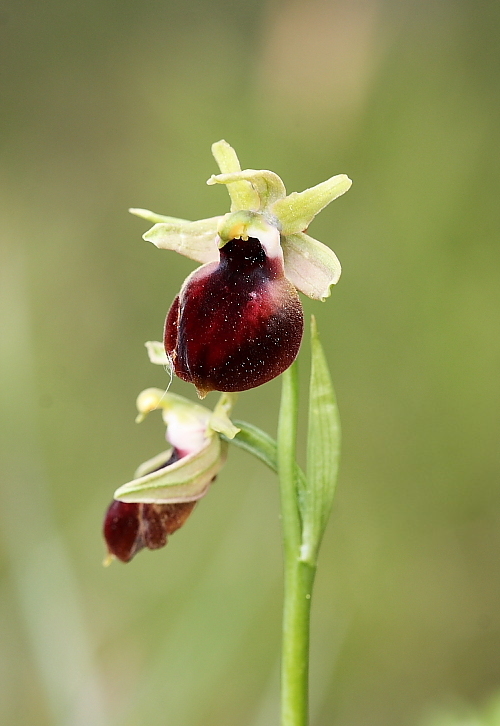 Ophrys helenae